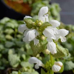 Lamium maculatum 'White Nancy' ---